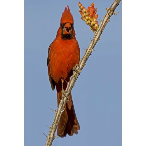 Arizona Male cardinal eating ocotillo blossom